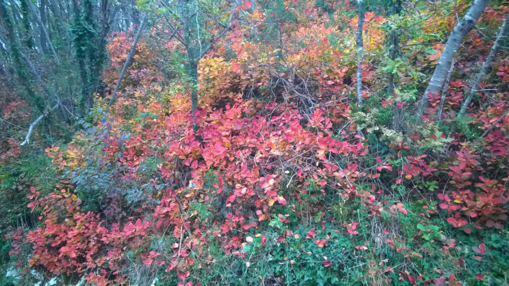 io bosco -Parco Paradiso a Orgiano (VI)