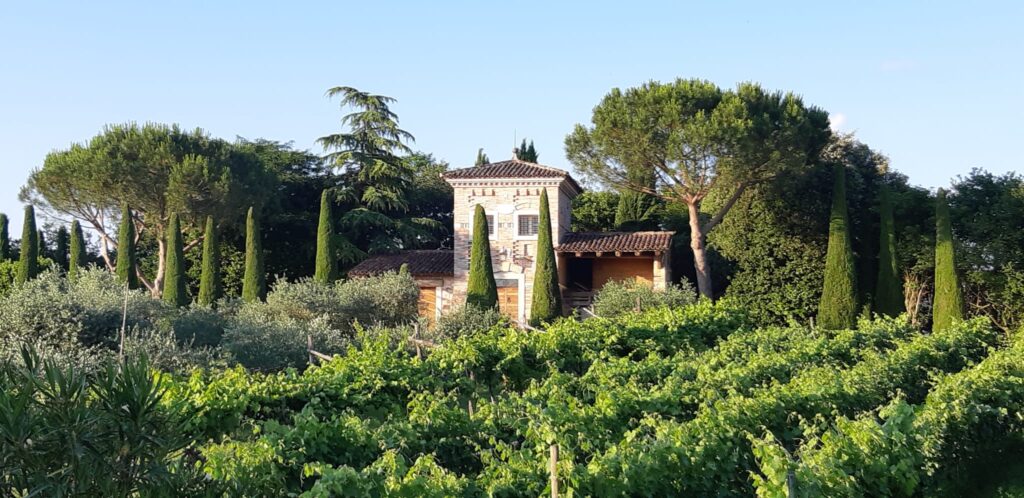 La vigna sotto alla torre abitabile di Parco Paradiso, a Orgiano in provincia di Vicenza
