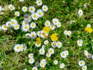 Parco Paradiso a Orgiano (VI)