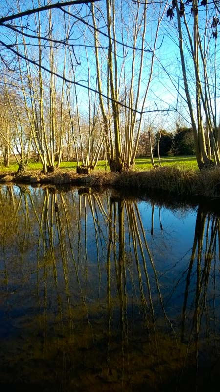 Dettaglio degli ontani - Parco Paradiso a Orgiano - Vicenza