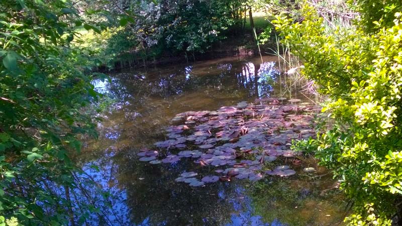 Dettaglio dello stagno