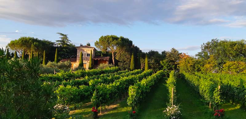 Il vigneto sotto alla torre di Parco Paradiso