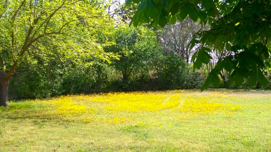 Paesaggio prato fiorito