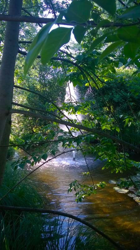 Parco Paradiso dettaglio dello Stagno