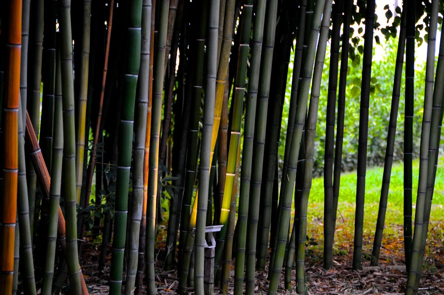 Il canneto di bamboo del giardino di Parco Paradiso a Orgiano (VI)