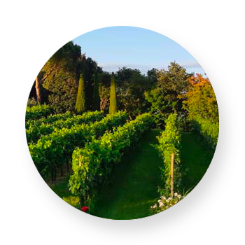 il vigneto di Parco Paradiso a Orgiano (VI)